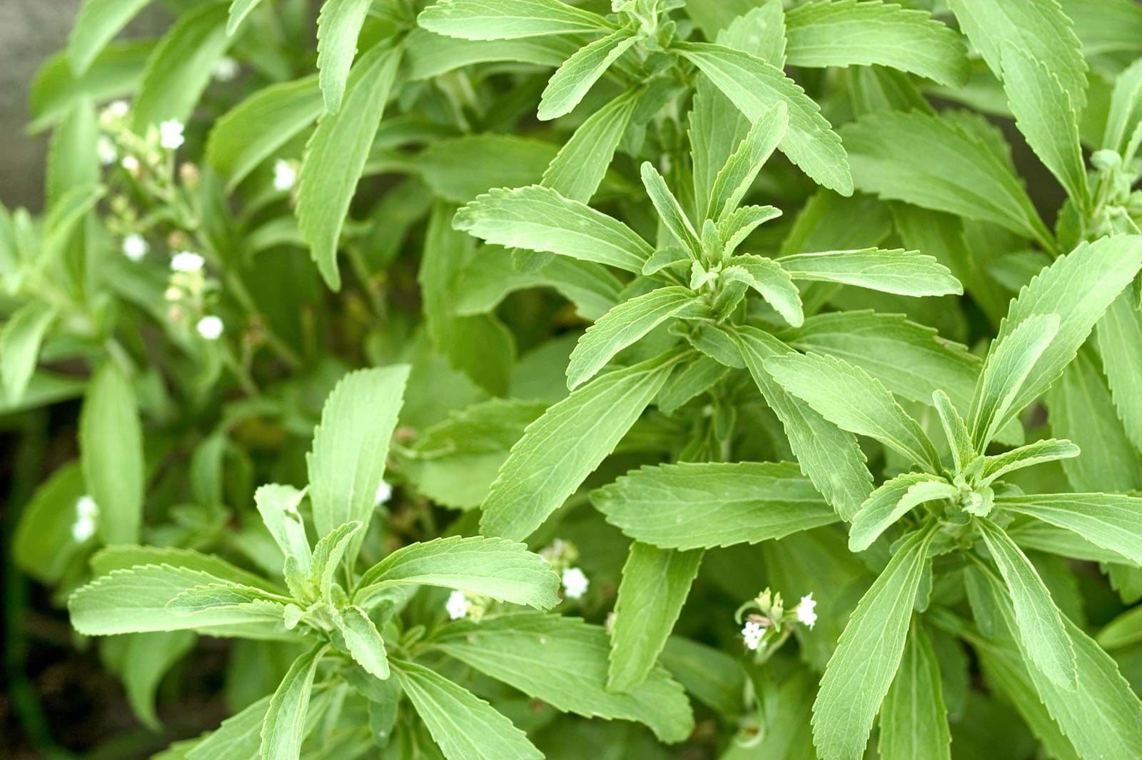 Stevia Leaves (Dried)